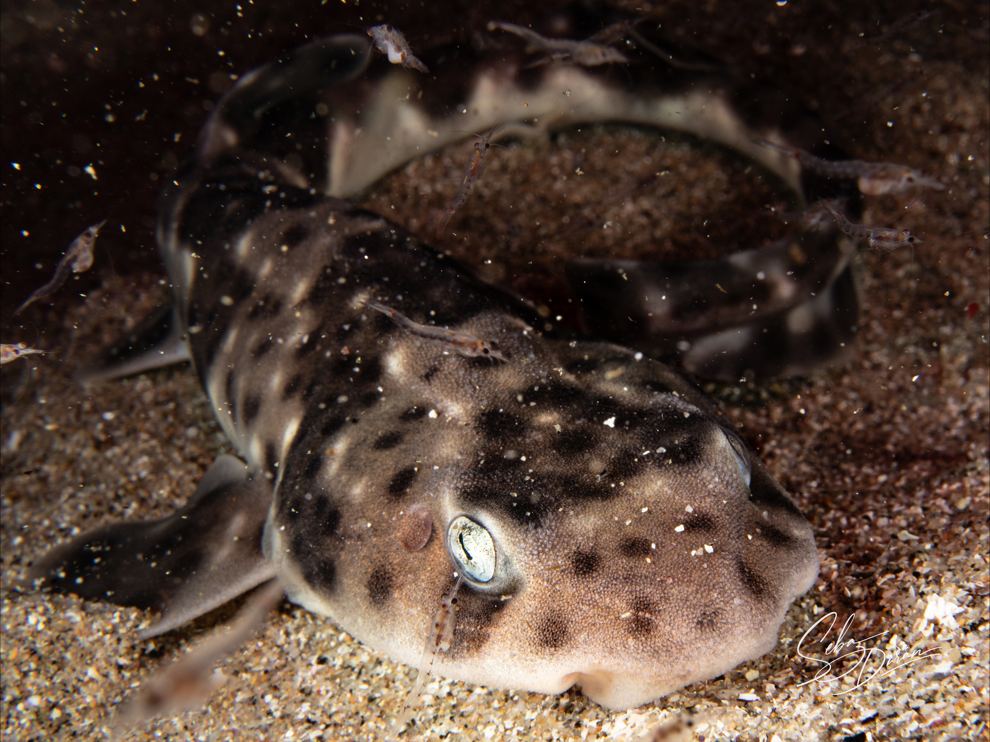 Parazoanthus