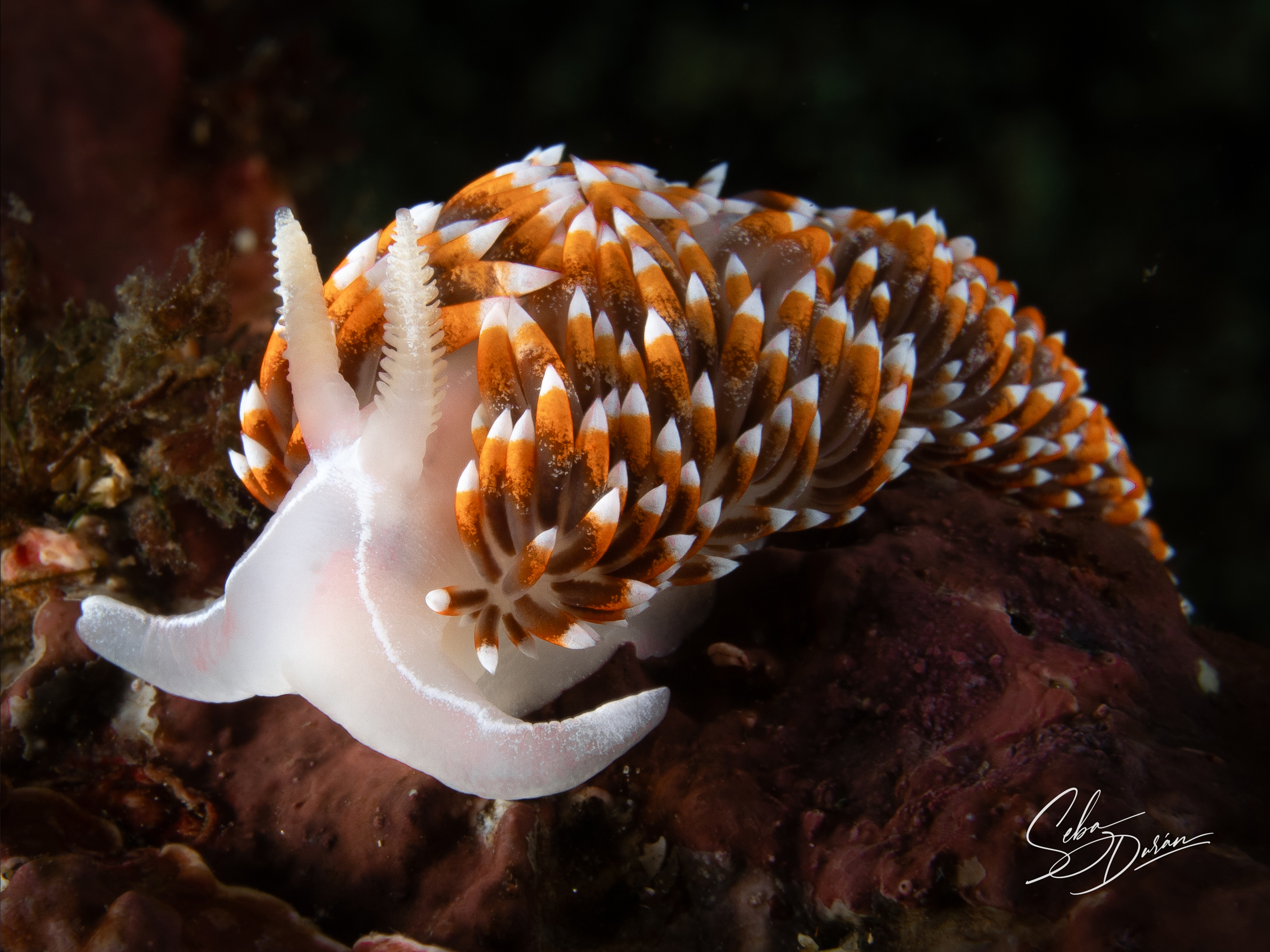 Parazoanthus