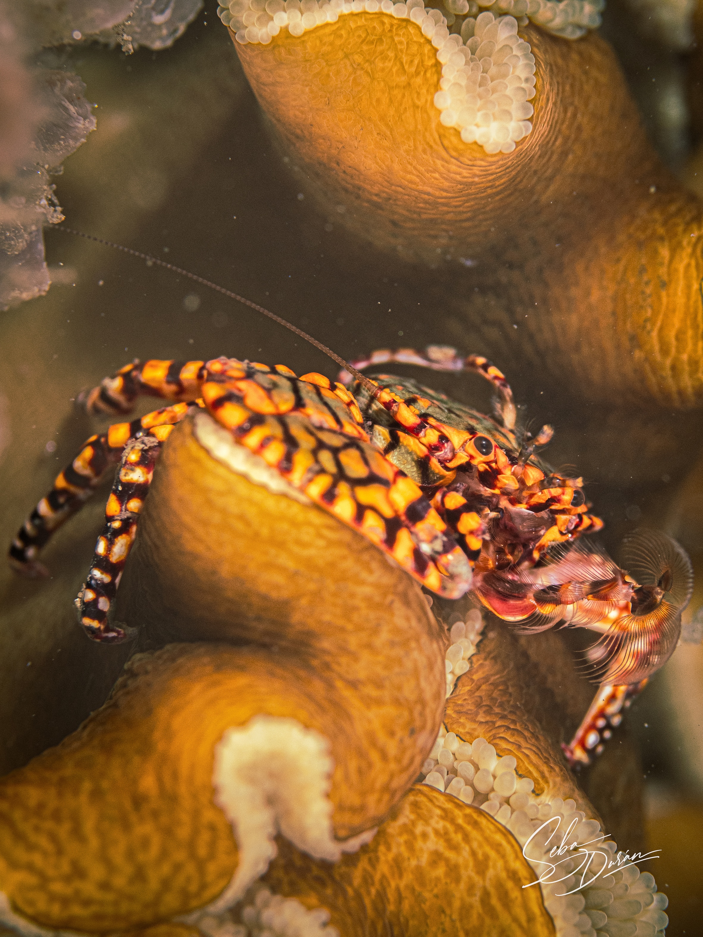 Parazoanthus