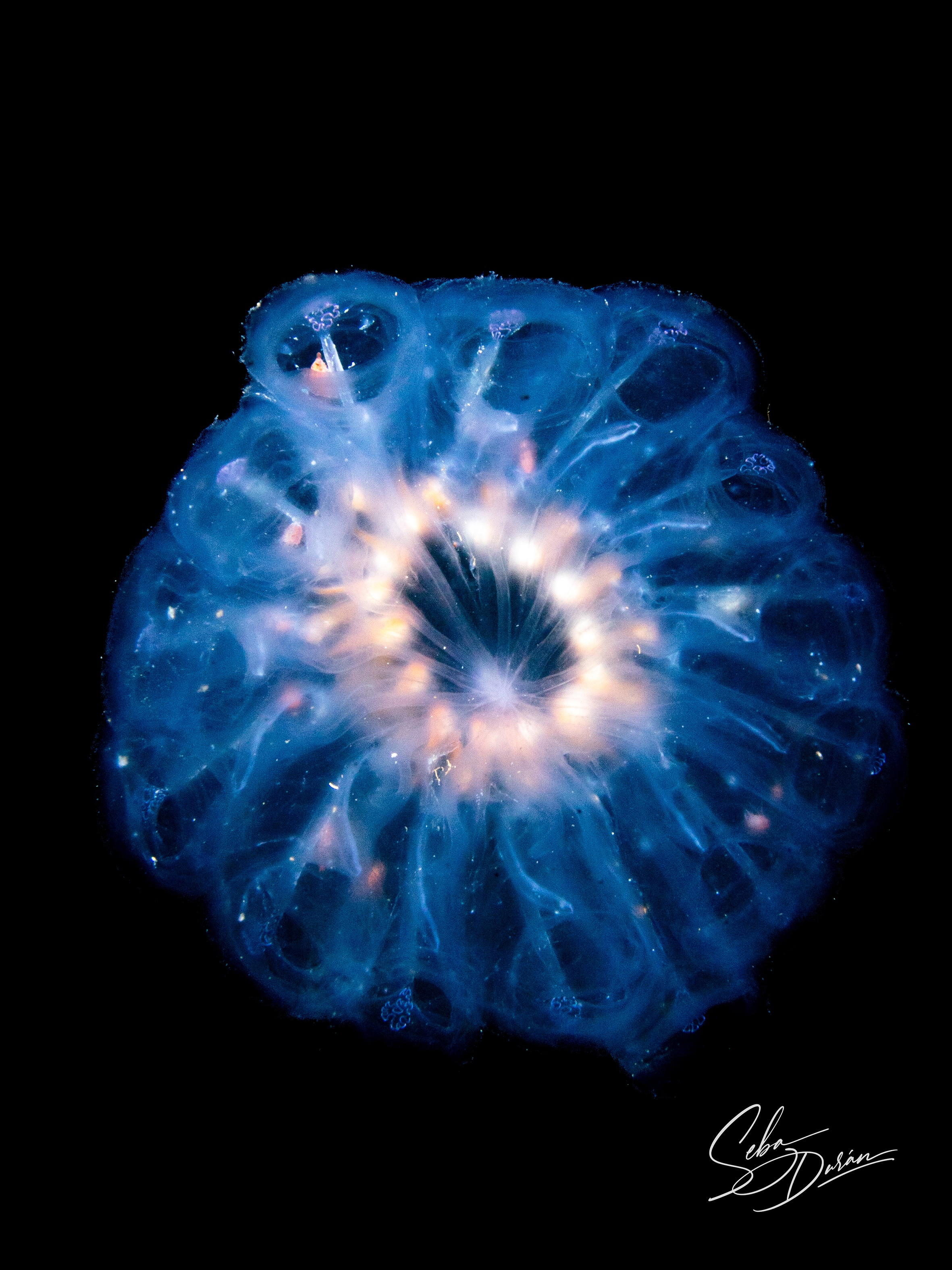 Parazoanthus