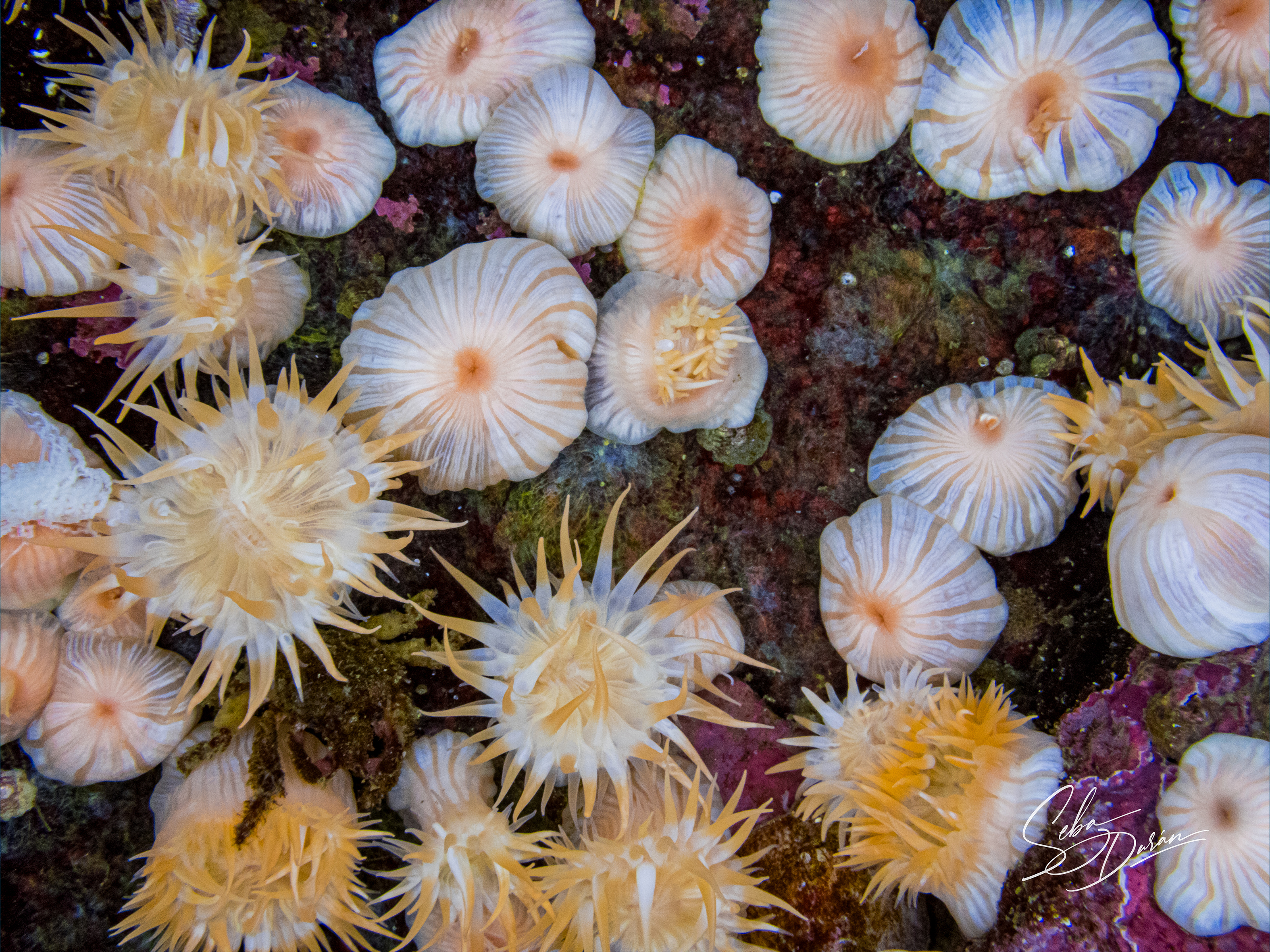 Parazoanthus