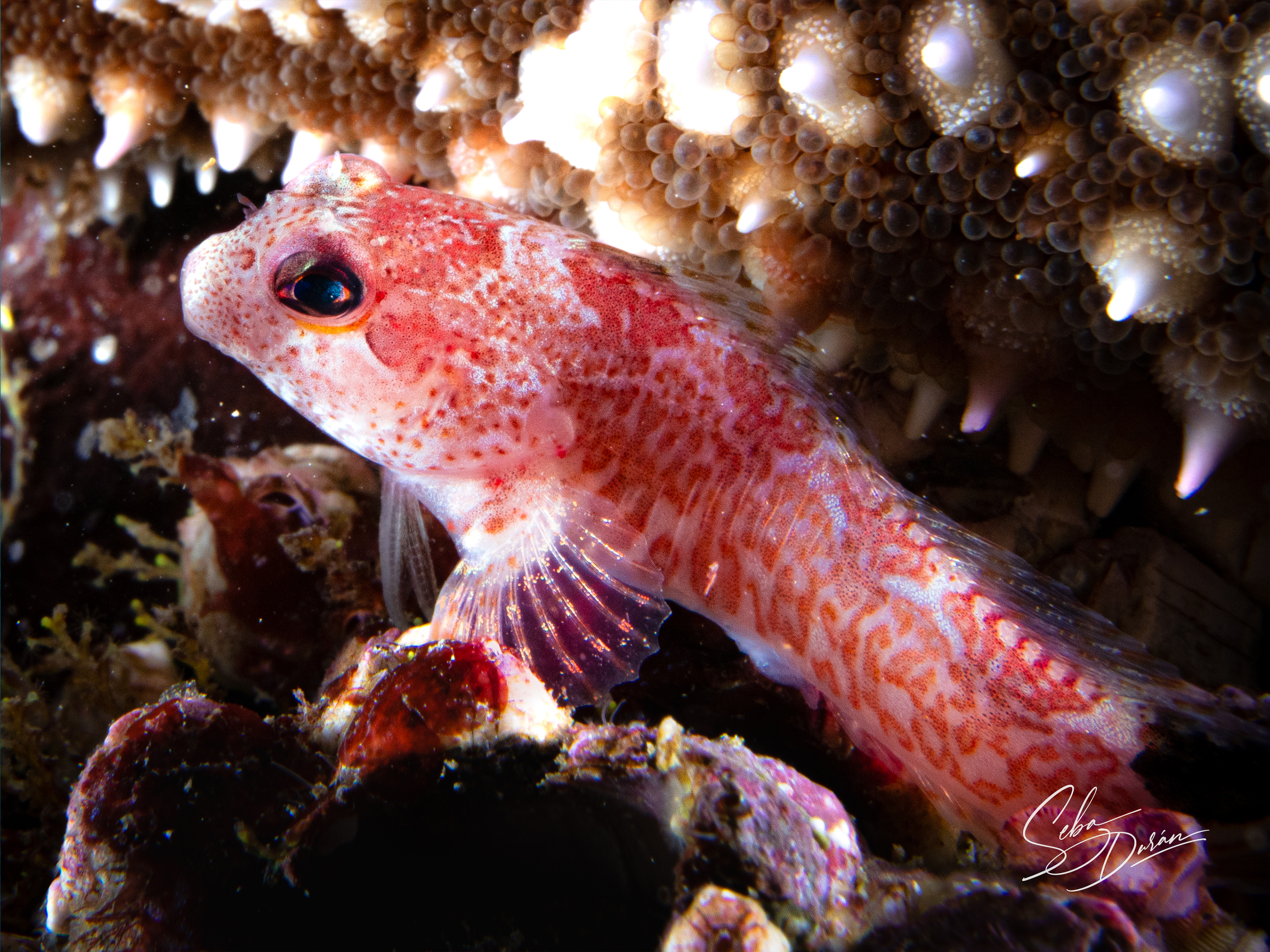 Parazoanthus