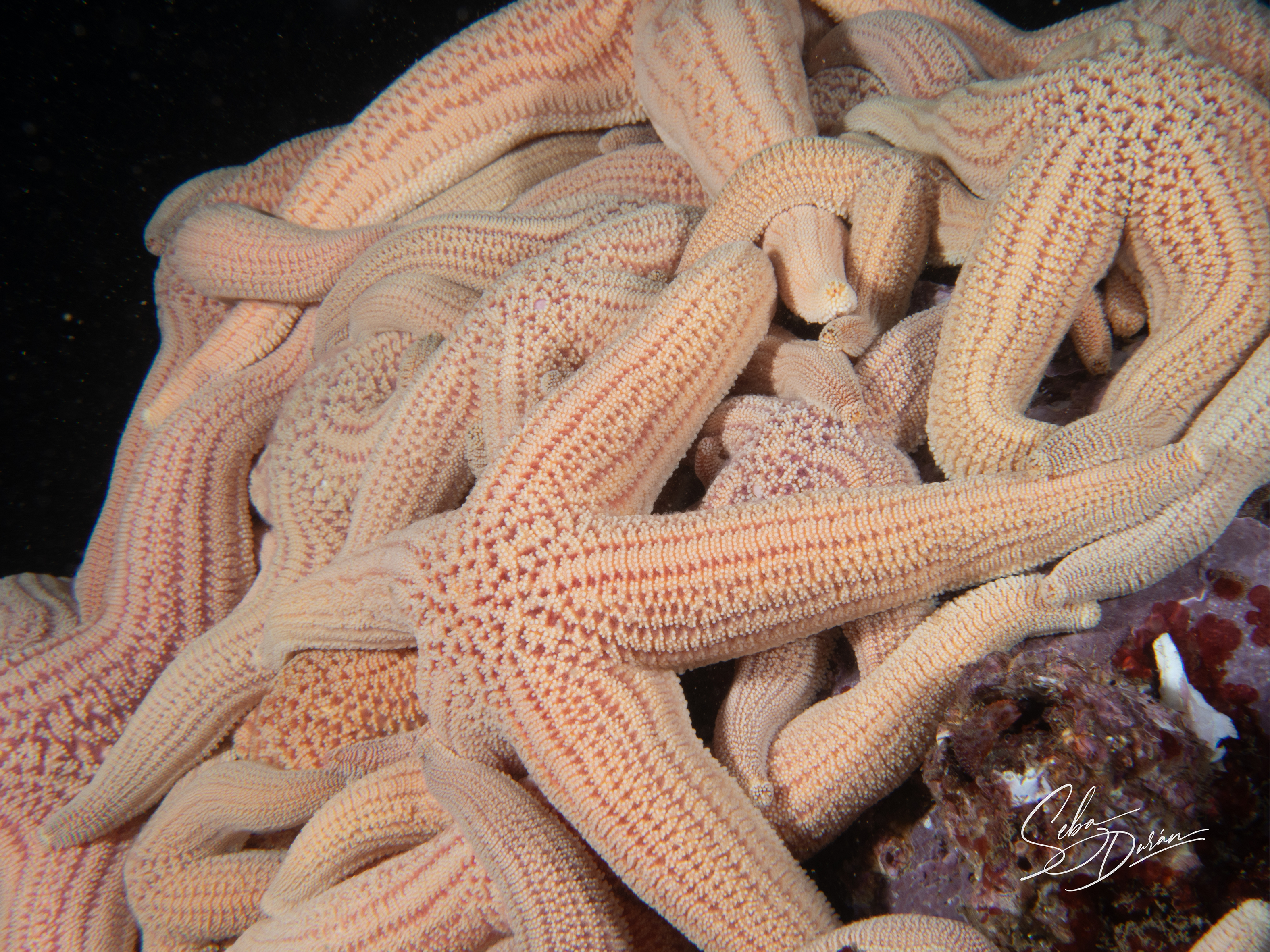 Parazoanthus