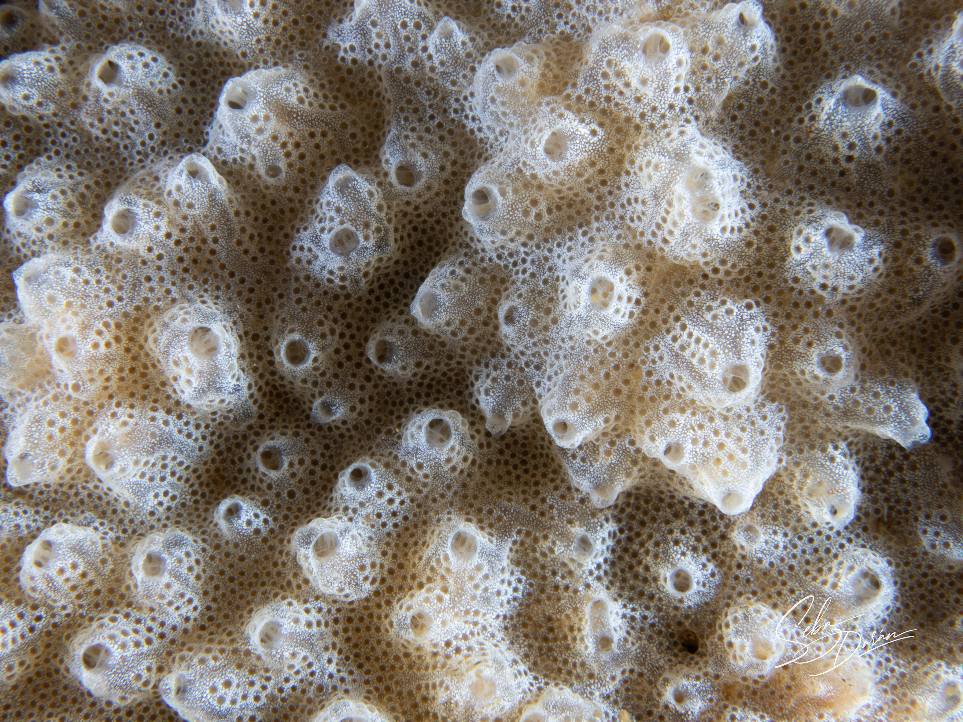 Parazoanthus