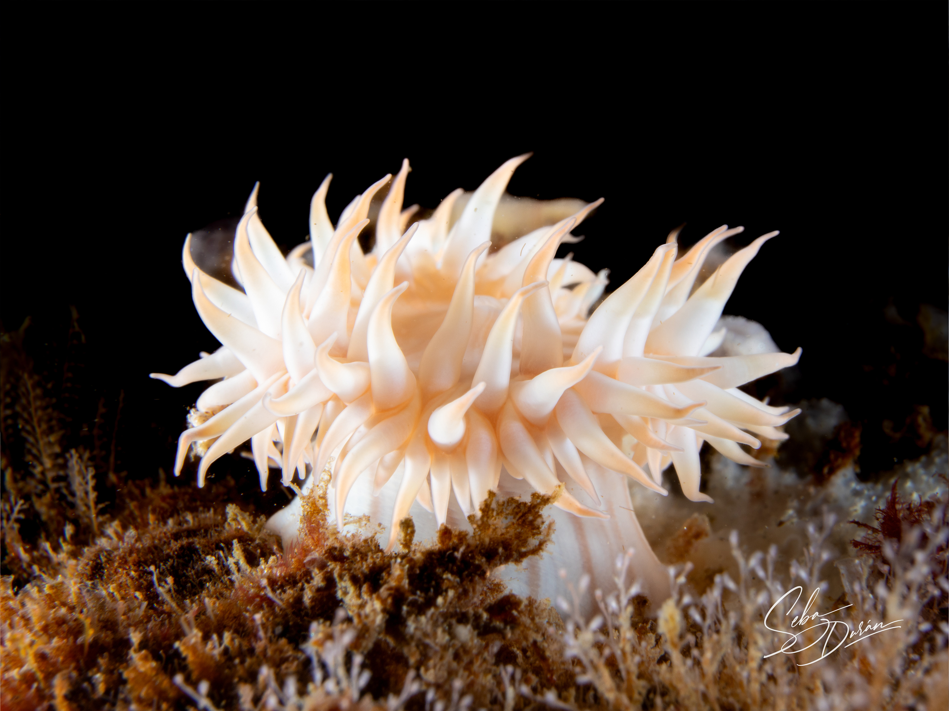 Parazoanthus