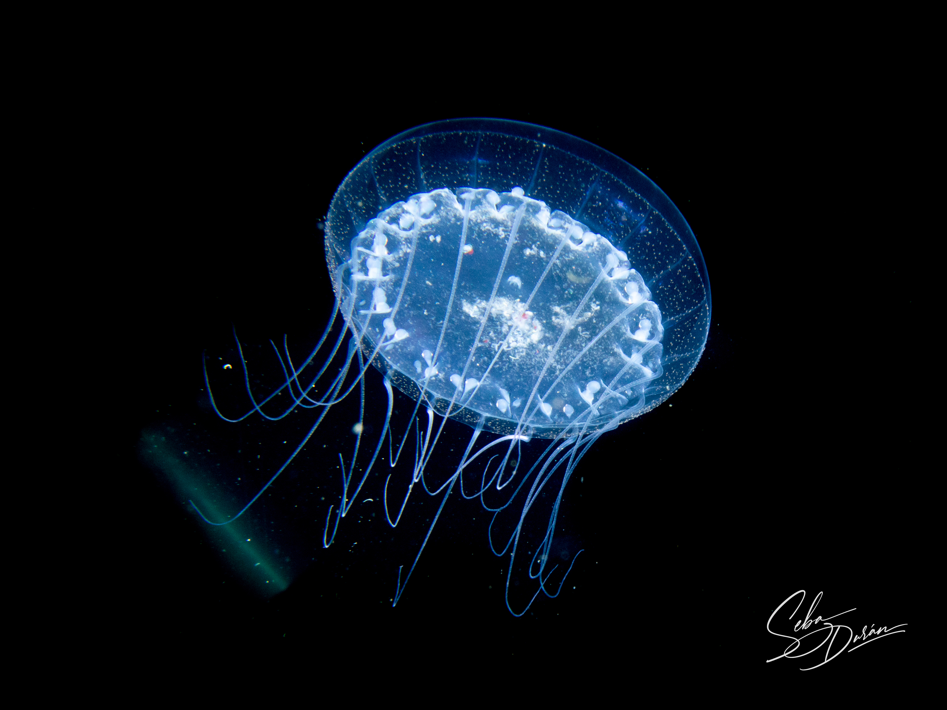 Parazoanthus