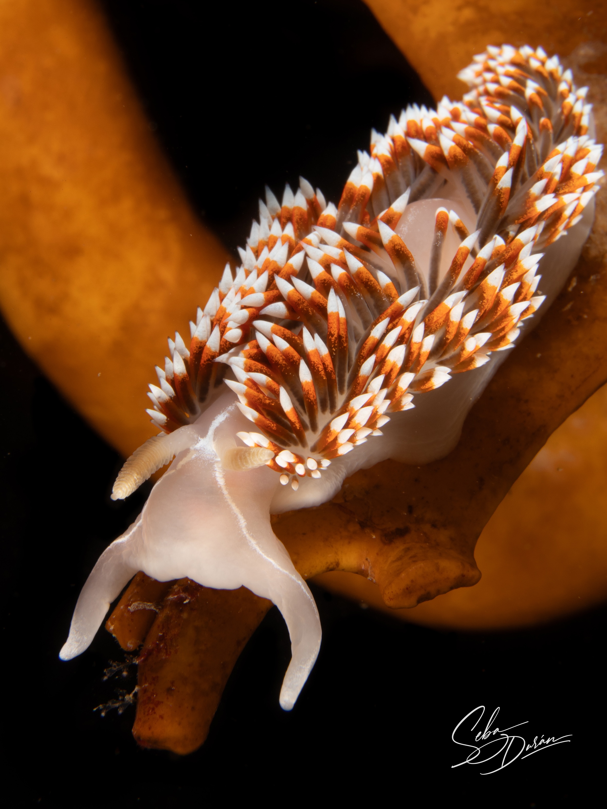 Parazoanthus