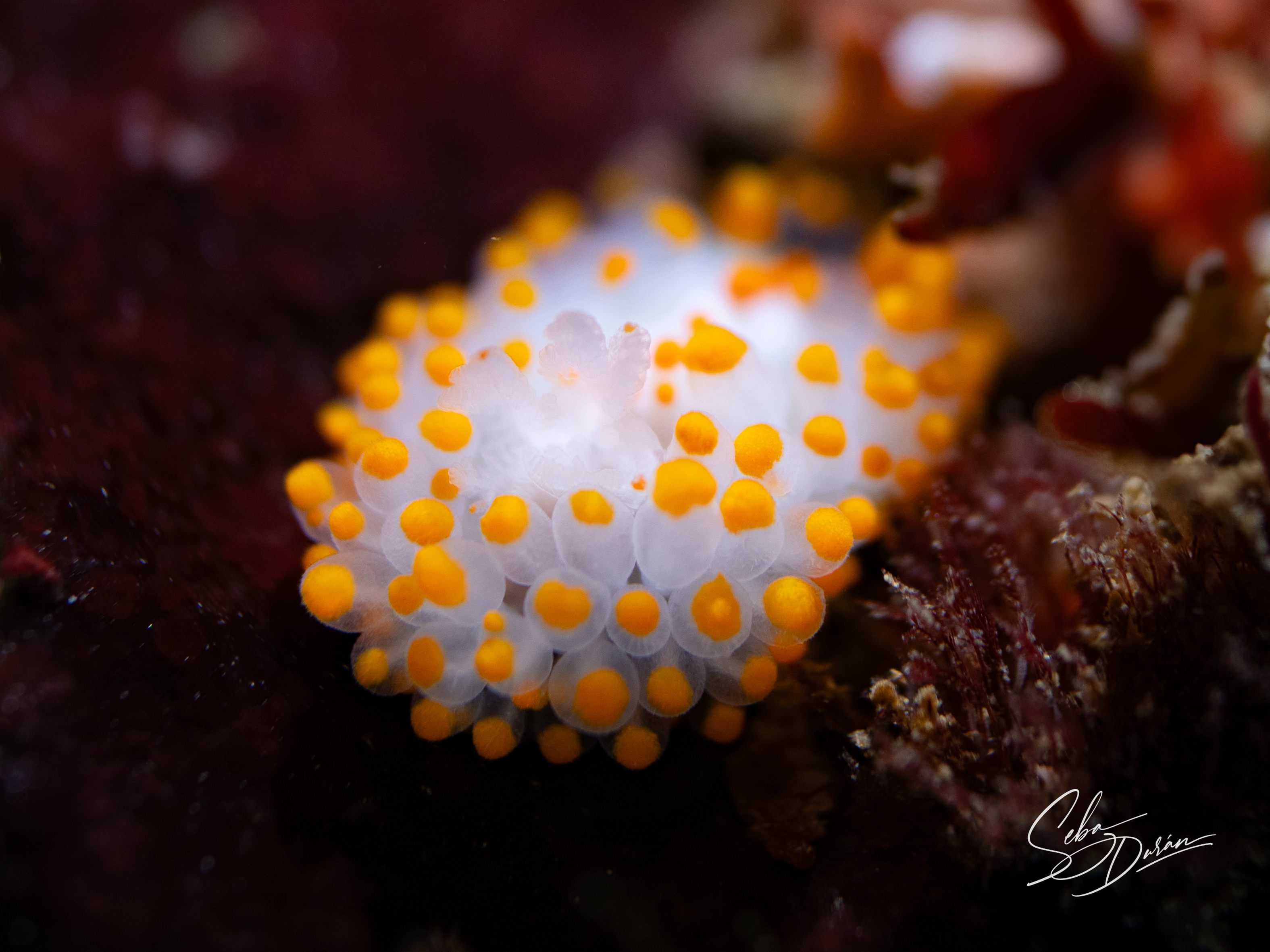 Parazoanthus