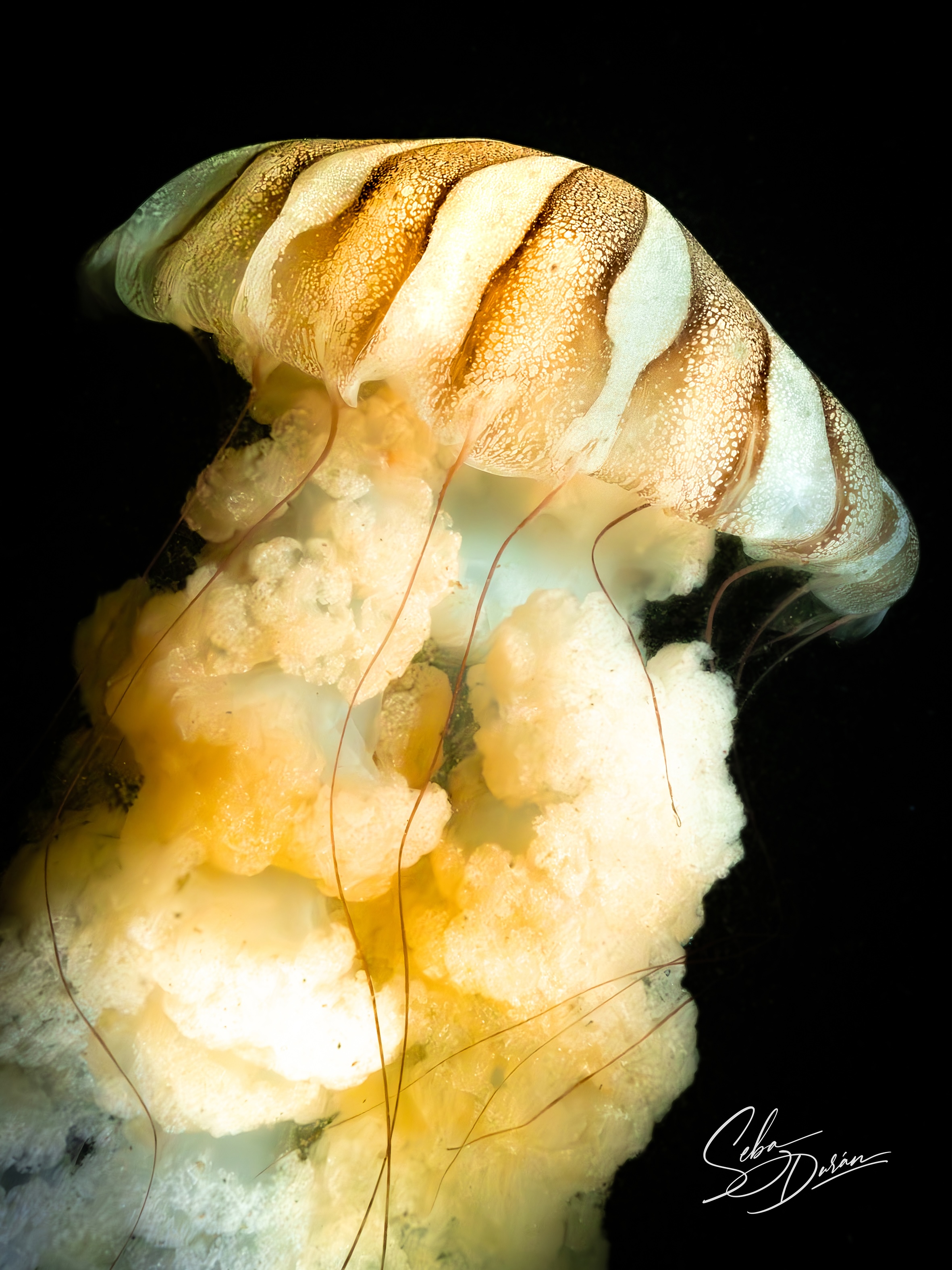 Parazoanthus