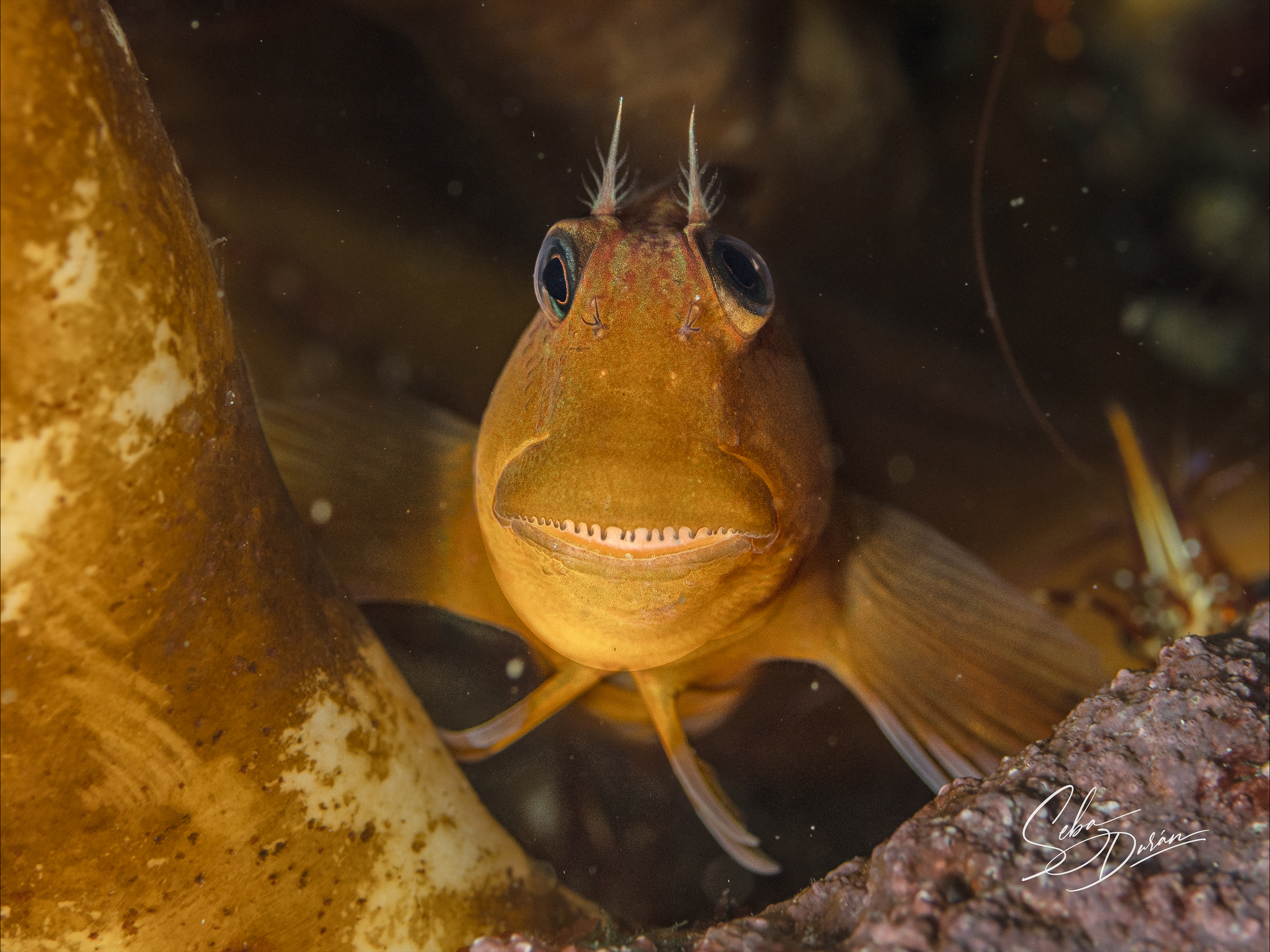 Parazoanthus