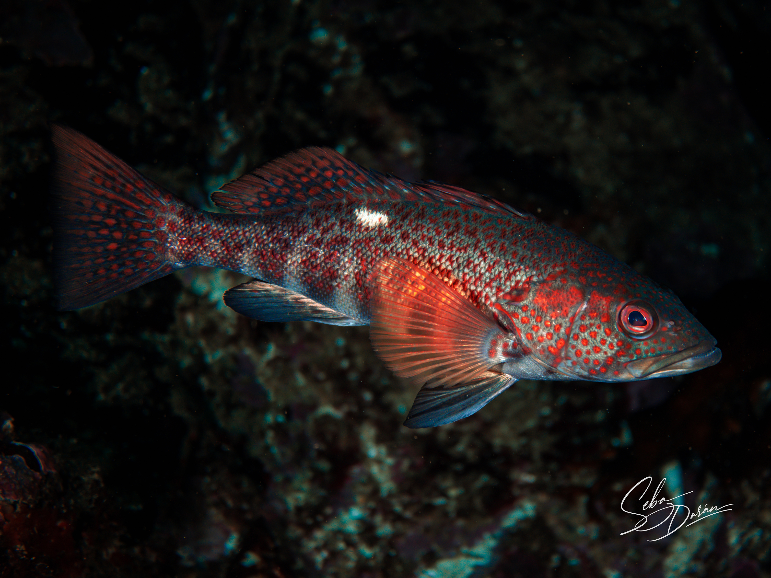 Parazoanthus