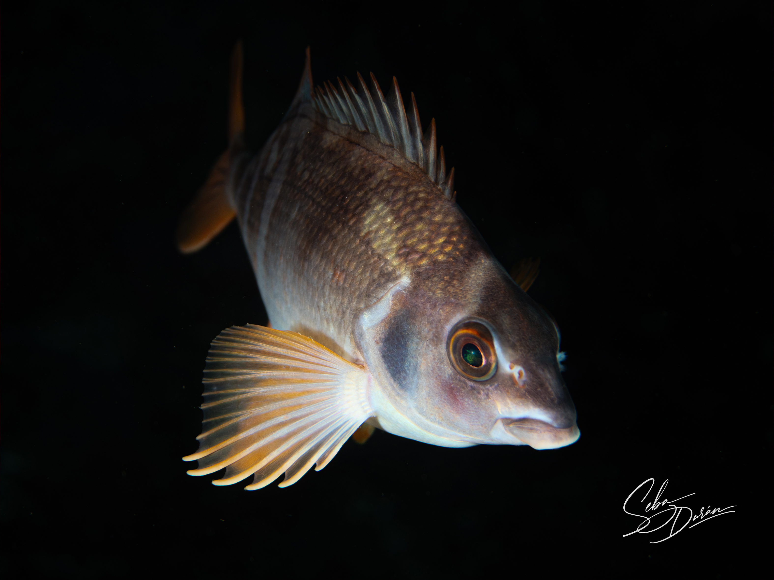 Parazoanthus