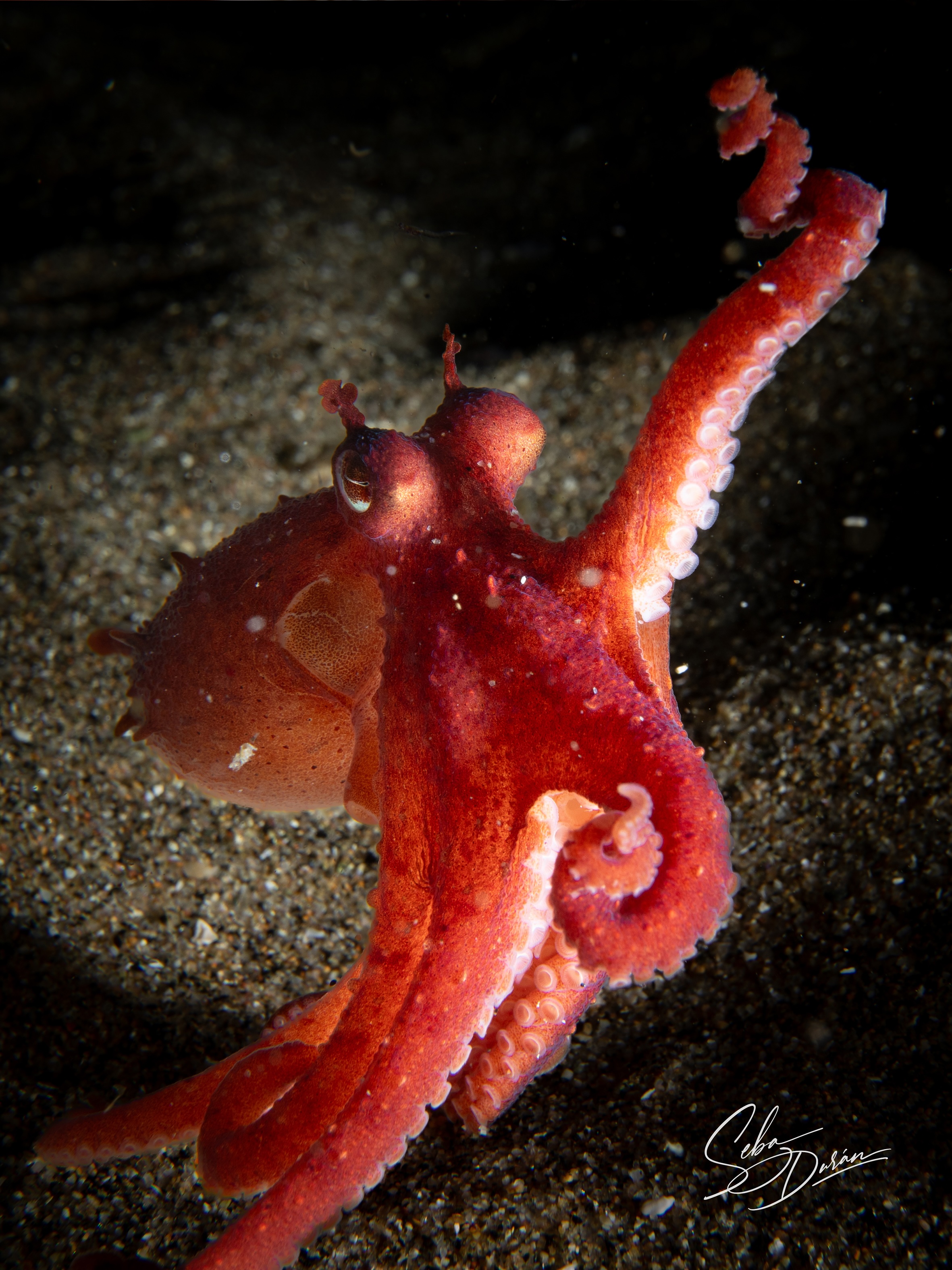 Parazoanthus