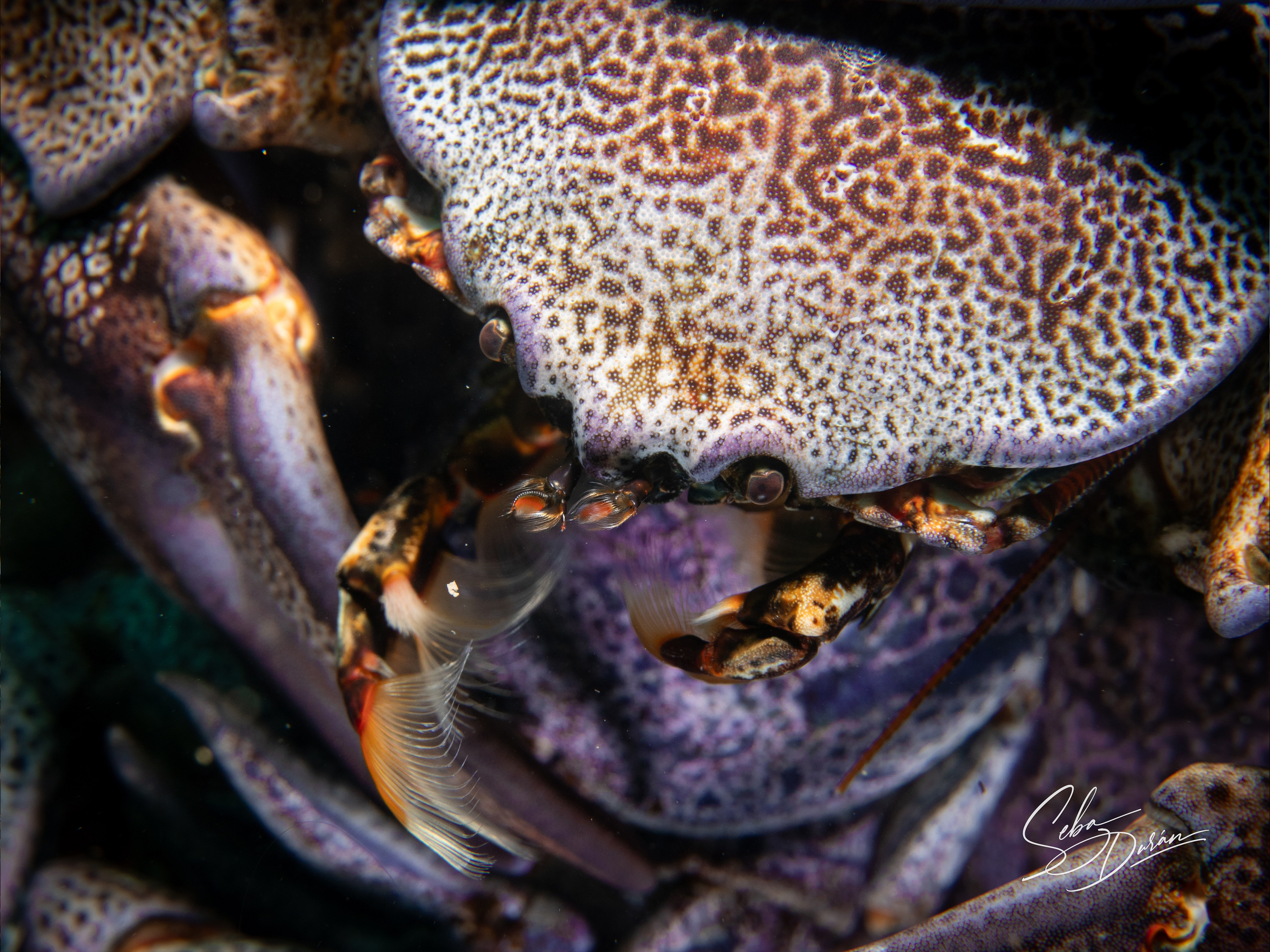 Parazoanthus