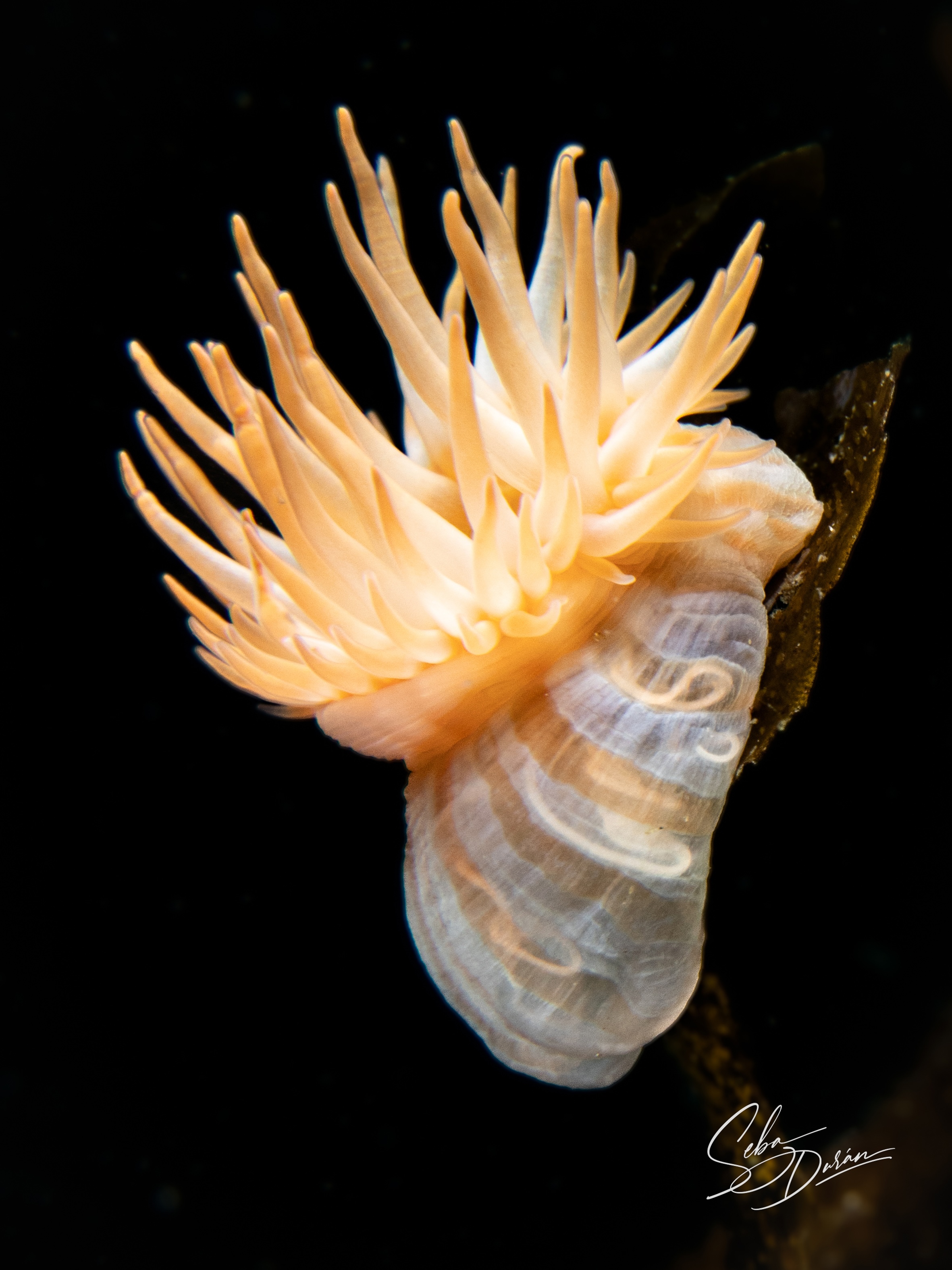 Parazoanthus